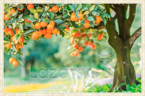 Защитное стекло Фруктовое дерево для кухни