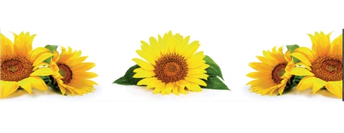 Фартук МДФ Подсолнухи