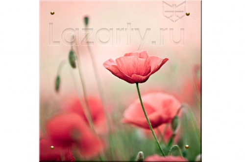 Защитное стекло Маки для кухни