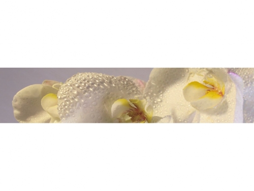 Фартук МДФ Лепестки