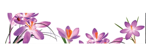 Фартук МДФ Нежные крокусы