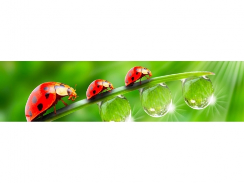 фартук из хдф элит божья коровка 2440x610x3