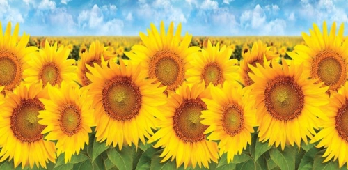 Фартук для кухни Подсолнухи /473