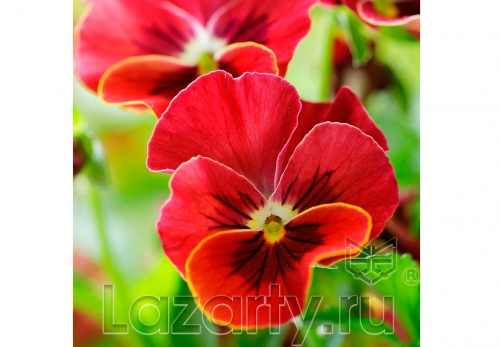 Защитное стекло Красный цветок для кухни