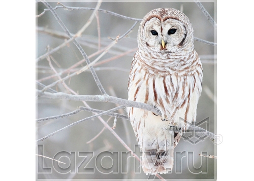 Защитное стекло Сова для кухни