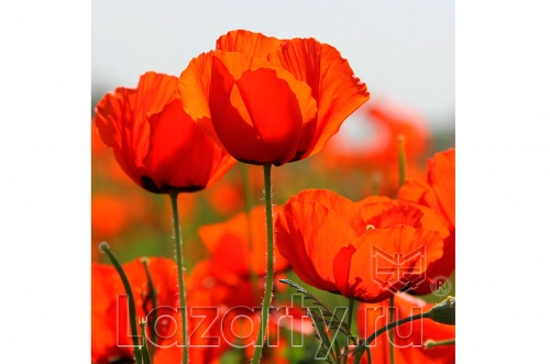 Защитное стекло Маки - 2 для кухни