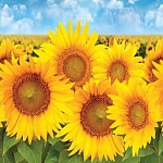 Фартук для кухни Подсолнухи /473