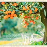 Защитное стекло Фруктовое дерево для кухни