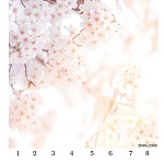 Потолочная панель ПВХ Панда Сакура (рисунок)