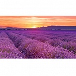 Фартук МДФ Лавандовые поля