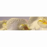 Фартук МДФ Лепестки