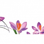 Фартук МДФ Нежные крокусы