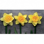 Фартук МДФ Нарциссы