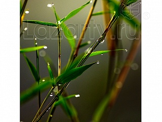 Защитное стекло Бамбук в росе для кухни