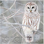 Защитное стекло Сова для кухни