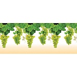 Фартук для кухни Виноград (фотопечать)