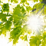 Потолочная панель ПВХ Novita Летний день