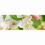 Фартук из ХДФ Элит Яблоневый цвет