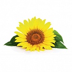 Фартук МДФ Подсолнухи