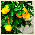 Защитное стекло Апельсиновое дерево для кухни