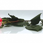 Фартук МДФ SP 032