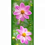 Панель ПВХ Космея