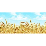 Фартук для кухни Пшеница