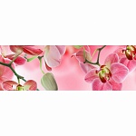 Фартук из ХДФ Элит Орхидея №3