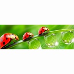 Фартук из ХДФ Элит Божья коровка