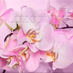 Защитное стекло Орхидеи для кухни