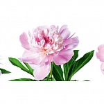 Фартук МДФ Пионы