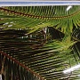 Потолочная панель ПВХ Панда Небо Пальмы (рисунок 1)